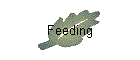 Feeding