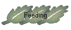 Feeding